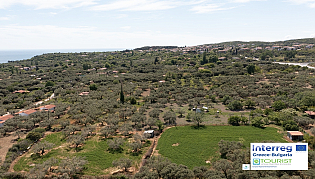Ancient Olive Grove of Makri