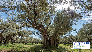Вековните маслинови градини на Макри