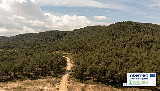 National Forrest of Dadia